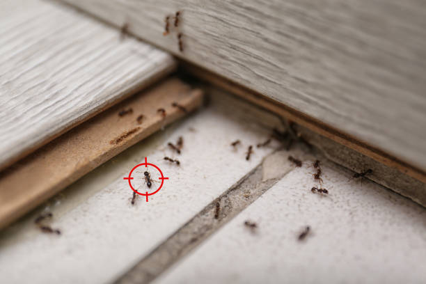 Best Wasp Removal Services  in Henagar, AL